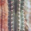 Setiechinopsis_margaretensis